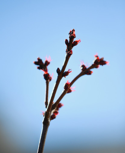 Яблони в парк-квартале Лайф благополучно перезимовали