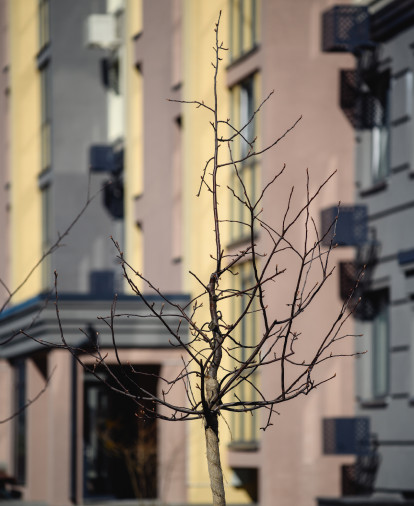 Яблони в парк-квартале Лайф благополучно перезимовали