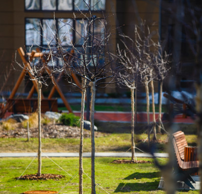 Яблони в парк-квартале Лайф благополучно перезимовали