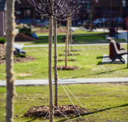 Яблони в парк-квартале Лайф благополучно перезимовали